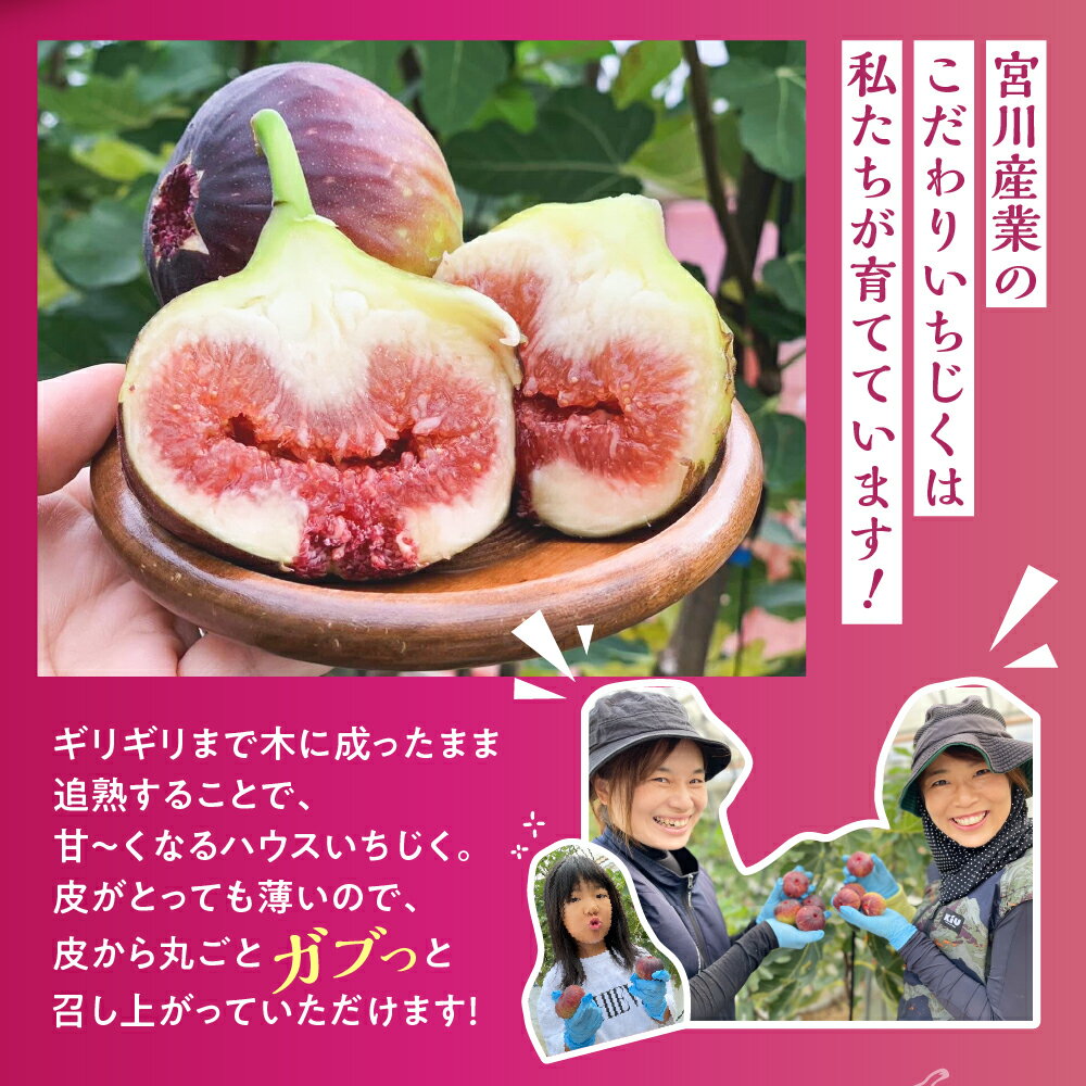 【ふるさと納税】≪先行予約≫ 完熟いちじく 12玉 『いち美』お届け時期が選べる 朝採れ イチジク 無花果 果物 国産 スイーツ フルーツ 旬 くだもの 甘い 高糖度 いちじく ご褒美 人気 高級 贈答 ギフト 冷蔵 渥美半島 愛知県 田原市 13000円 サムネイル3