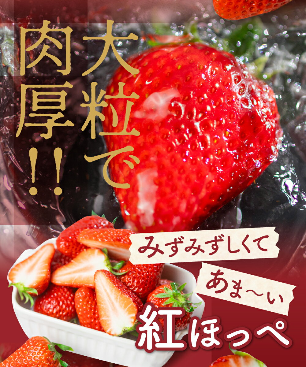 【ふるさと納税】≪先行予約≫ 紅ほっぺ 8〜15粒 2シート 発送時期が選べる イチゴ 激甘 いちご 激甘 苺 激甘 果物 くだもの フルーツ お陽様農園 お取り寄せ 田原市 渥美半島 産地直送 送料無料 サムネイル2