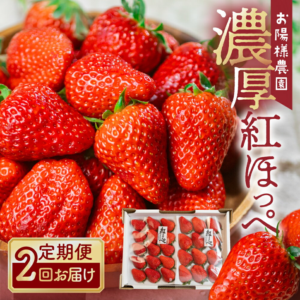 定期便 紅ほっぺ 8〜15粒 2シート 2回お届け 2026年1月下旬〜発送開始 イチゴ いちご 激甘 苺 激甘 果物 激甘 くだもの 激甘 フルーツ 激甘 お陽様農園 お取り寄せ 田原市 渥美半島 産地直送 どうまい