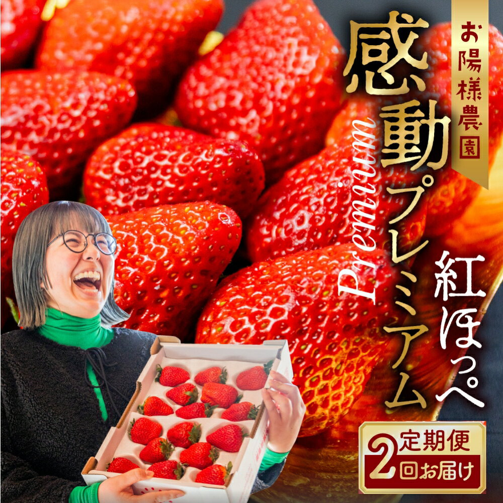【先行予約】プレミアムいちご 紅ほっぺ 2回お届け 定期便 大粒 2シート 2026年1月下旬〜発送開始 イチゴ いちご 激甘 苺 激甘 果物 くだもの 激甘 フルーツ お陽様農園 特別 大粒 大玉 事前予約 期間限定 数量限定 田原市 渥美半島 産地直送 送料無料