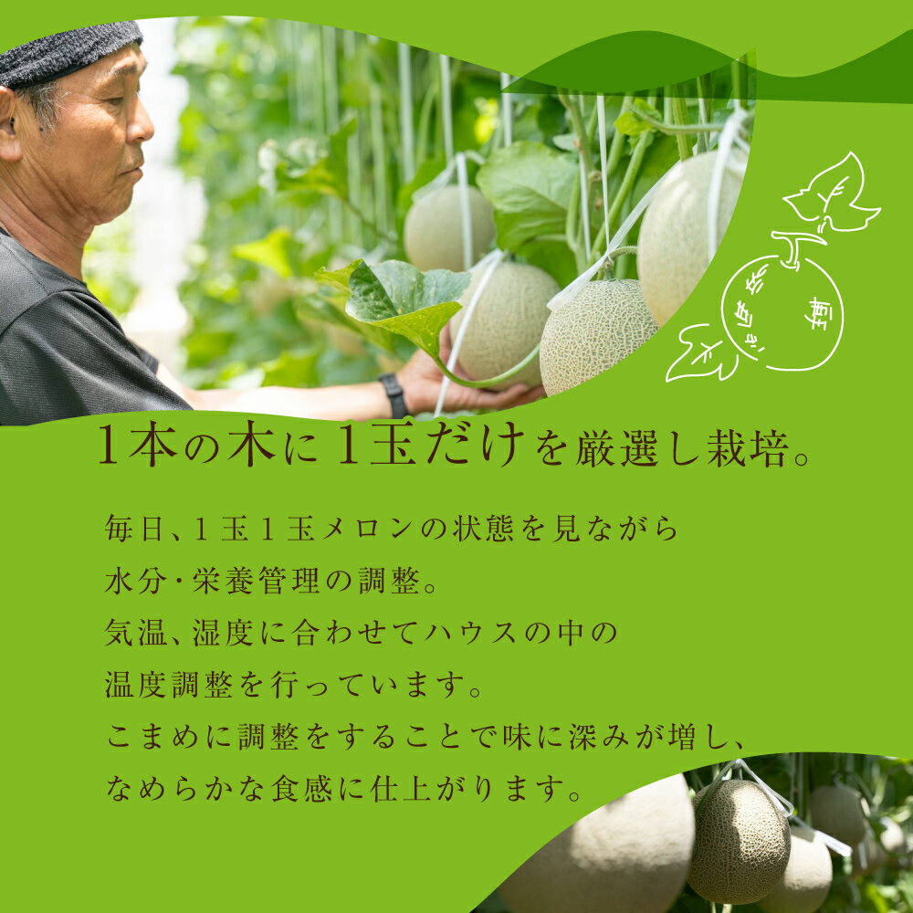 【ふるさと納税】先行予約 マスクメロン 選べる玉数 1玉 3玉 大玉 サイズ 発送時期が選べる カラーギフト箱入り メロン 秀品 フルーツ 先行予約【2026年6月下旬〜8月上旬発送】 野菜ソムリエ推薦 渥美半島 フルーツ 田原市 ギフト プレゼント メロン 糖度 メロン 青肉 サムネイル3