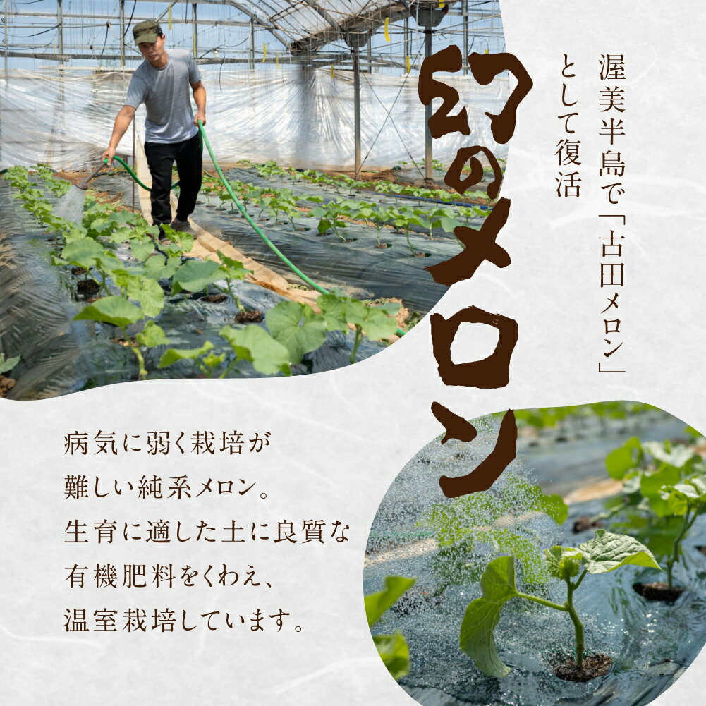 【ふるさと納税】 先行予約 メロンプレミアム定期便 全2回 メロン 数量限定 渥美半島 伊良湖潮風育ち 田原市 お取り寄せ 産地直送 送料無料 メロン 糖度 メロン 青肉 ド甘い 暑さ 対策 暑さ対策 サムネイル3