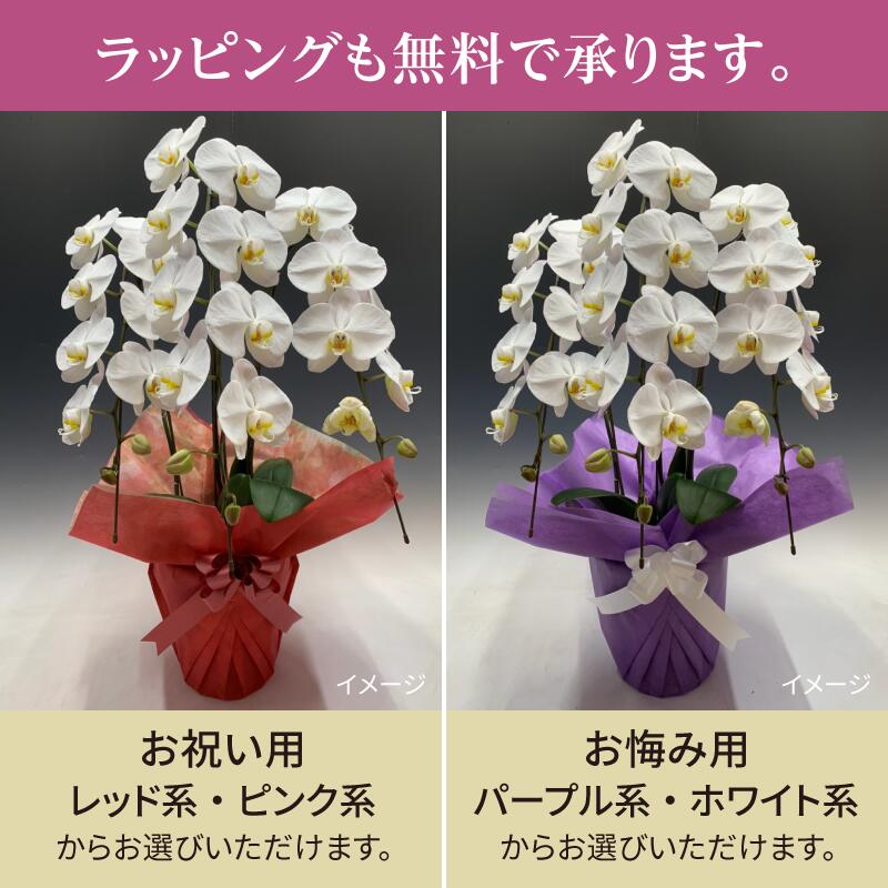 【ふるさと納税】《母の日までにお届け》高評価☆4.8 胡蝶蘭 ミディ 中村洋ラン ピンク 3本立ち (25輪〜30輪) 陶器鉢寄せ植え ギフト 鉢花 蘭 プレゼント 洋ラン 生花 お花 お祝い 開店祝い 就任祝い 冠婚葬祭 蘭 母の日 新築祝い 記念日 ギフト 贈り物 - 画像3