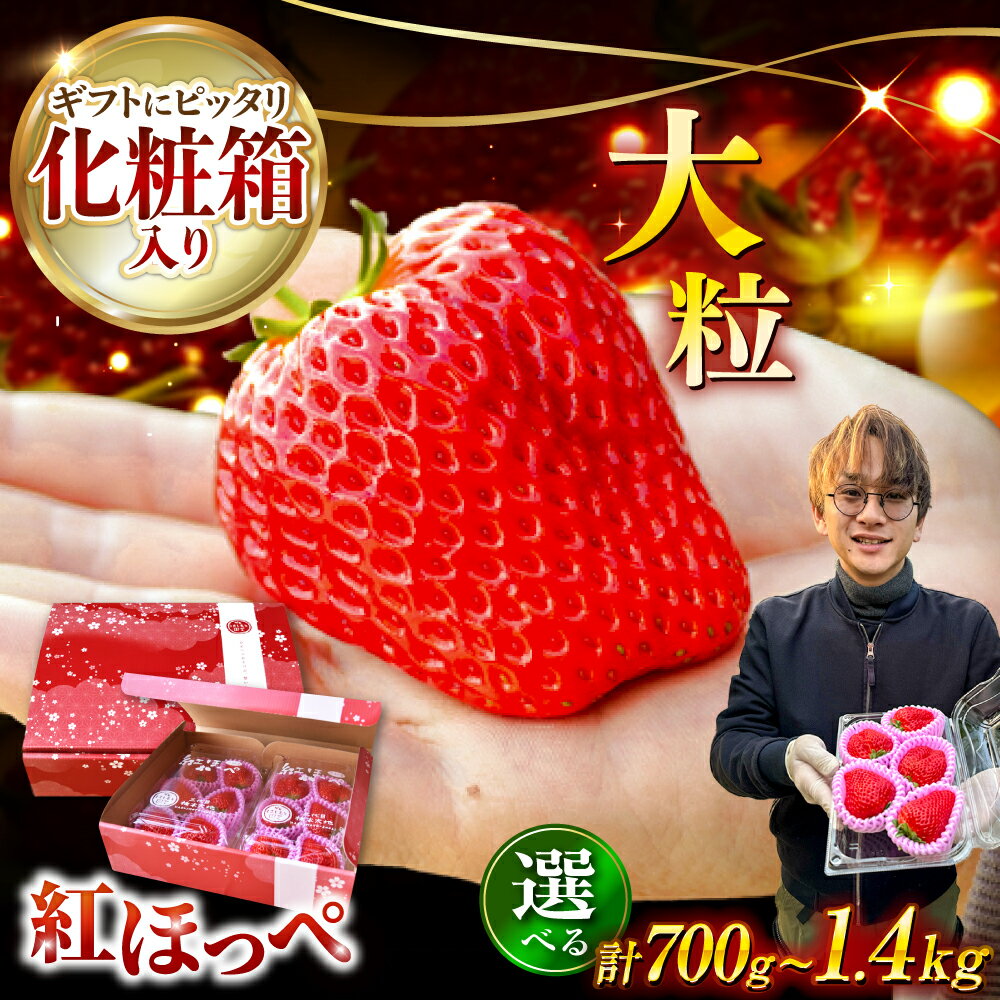 【先行予約】いちご 紅ほっぺ 超特大玉2パック or 4パック〈選べる容量〉 いちご 果物 フルーツ 愛西市 / はしもと園芸 [AECD001]