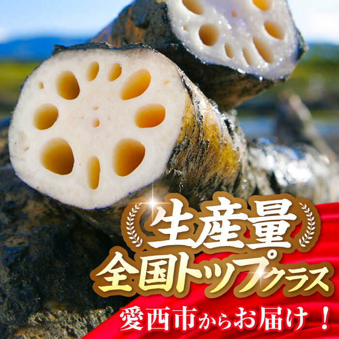 【ふるさと納税】＼選べる内容量／ れんこん （2kg/5kg）蓮根 土付き蓮根 れんこん レンコン 愛知県産 野菜 産地直送 愛西市 / 清水食品 [AEAJ001] - 画像3