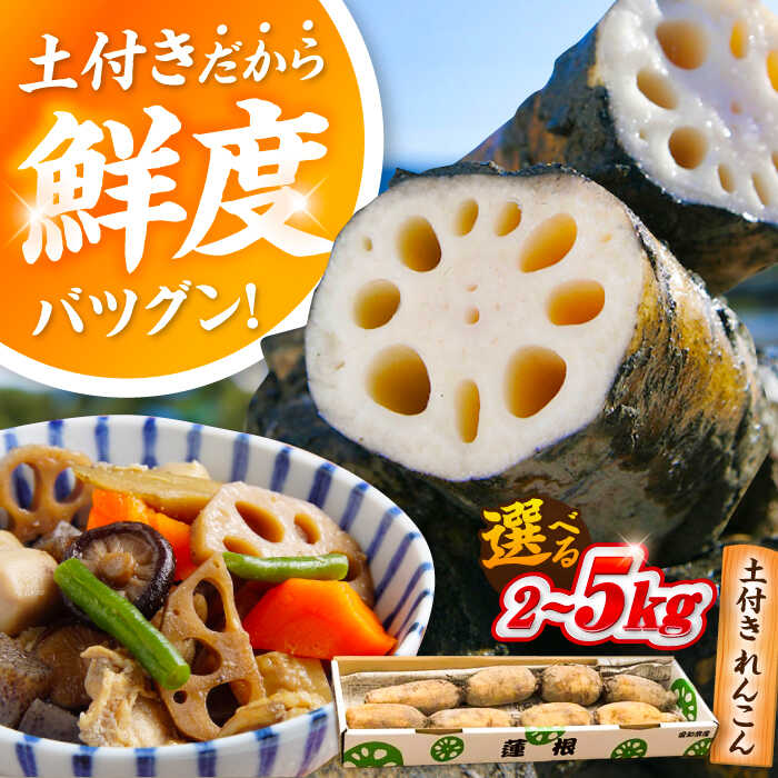 ＼選べる内容量／ れんこん （2kg/5kg）蓮根 土付き蓮根 れんこん レンコン 愛知県産 野菜 産地直送 愛西市 / 清水食品 [AEAJ001]