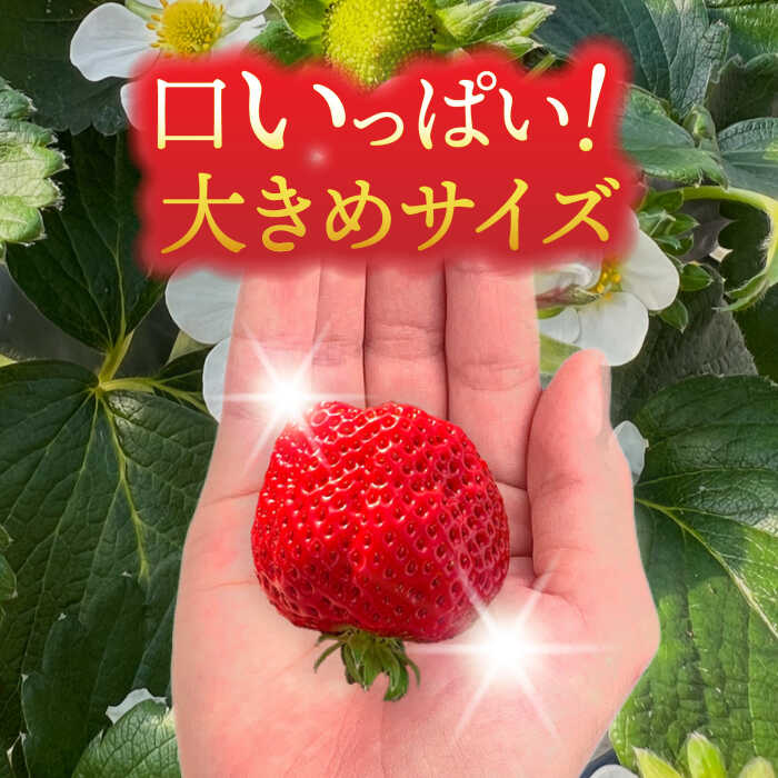 【ふるさと納税】【先行予約/2026年1月上旬より順次発送】 いちご さちのか 500g×2パック 計1kg 【配達不可：離島】 イチゴ フルーツ 果物 苺 愛西市 / 平野苺 [AEAY001] サムネイル3