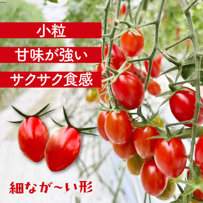 【ふるさと納税】 ミニトマト (フロランティーノ)　800g　トマト　野菜　新鮮　期間限定トマト　愛西市/株式会社石原農園[AEBG004] - 画像2