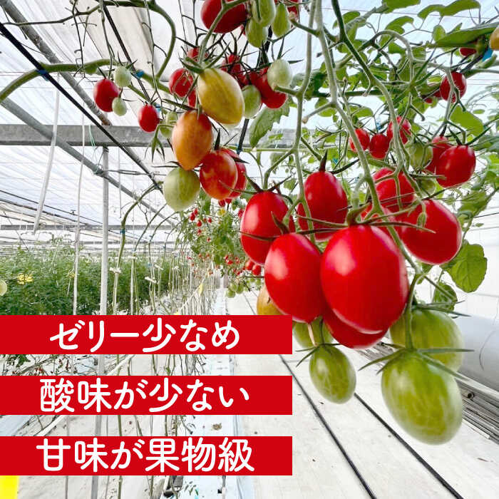 【ふるさと納税】【先行予約】【1月より順次発送】 ミニトマト(空飛ぶアイコ)800g　トマト　野菜　新鮮　期間限定トマト　愛西市/株式会社石原農園[AEBG006] - 画像2