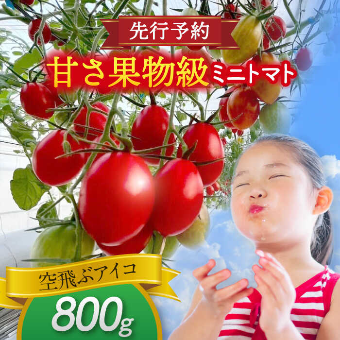 【先行予約】【1月より順次発送】 ミニトマト(空飛ぶアイコ)800g　トマト　野菜　新鮮　期間限定トマト　愛西市/株式会社石原農園[AEBG006]