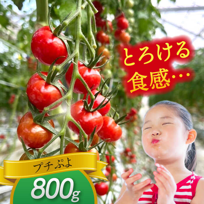 【ふるさと納税】 ミニトマト (プチぷよ)800g　トマト　野菜　新鮮　期間限定トマト　愛西市/株式会社石原農園[AEBG007] - 画像3