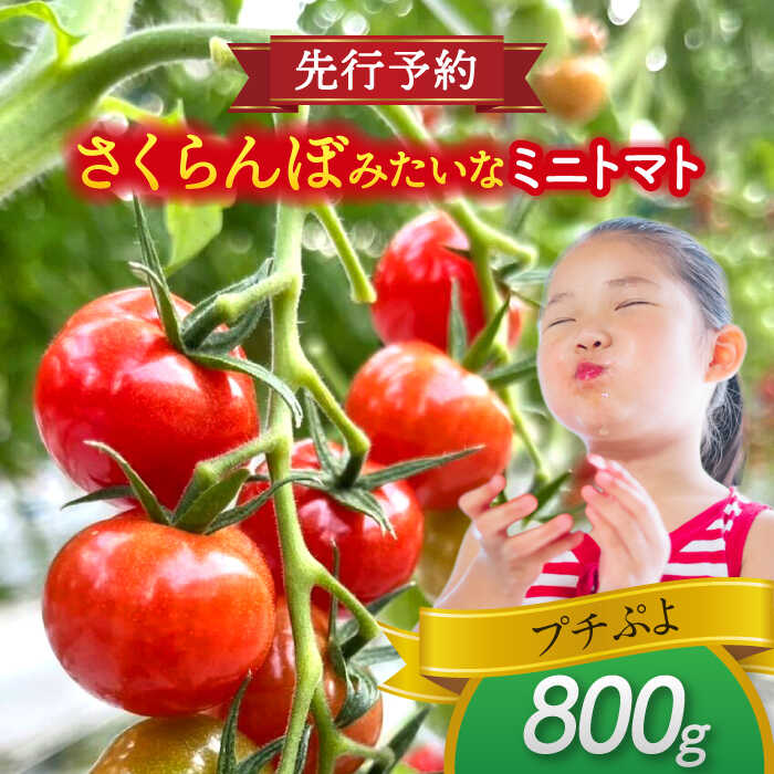 ミニトマト (プチぷよ)800g　トマト　野菜　新鮮　期間限定トマト　愛西市/株式会社石原農園[AEBG007]
