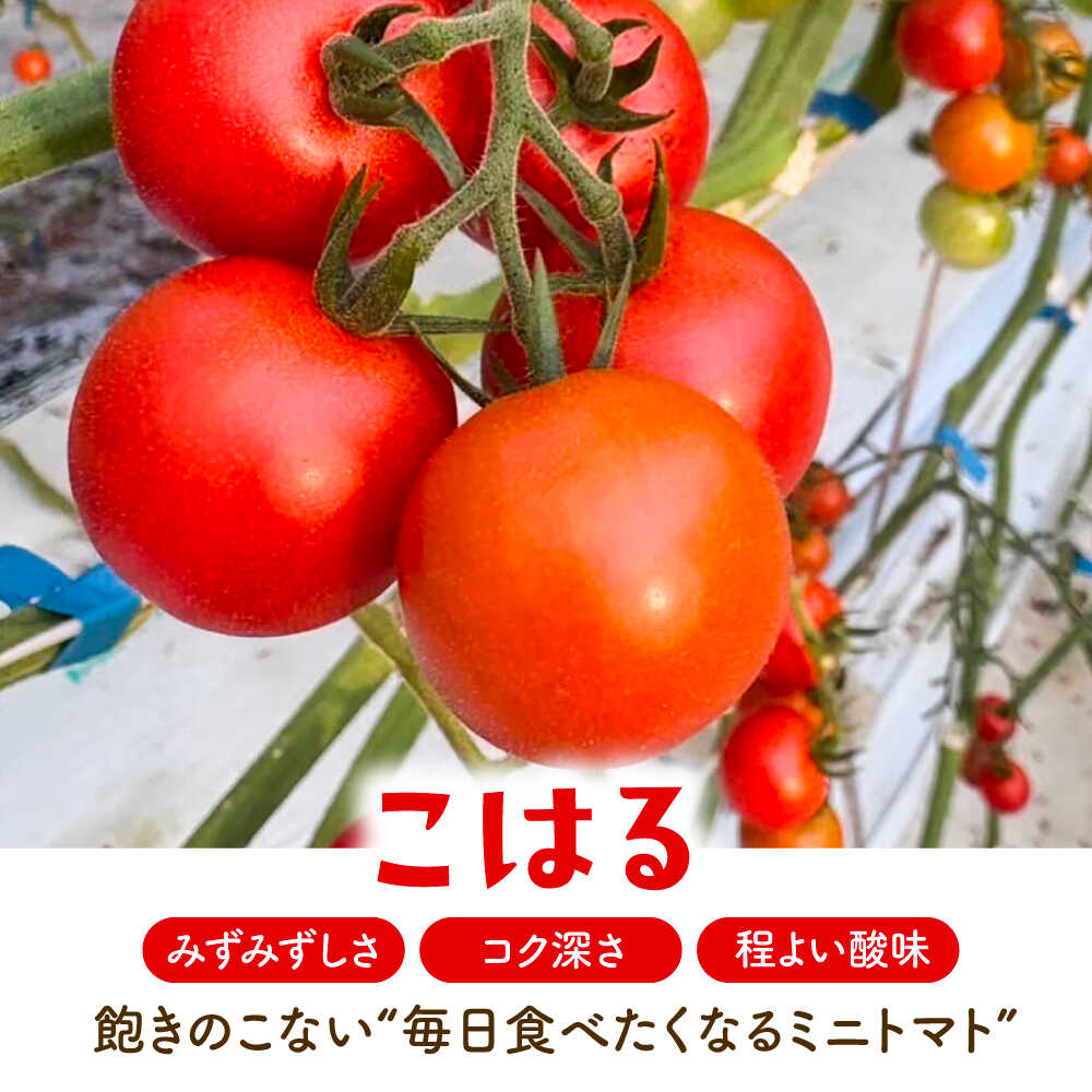 【ふるさと納税】【先行予約】 ＼毎年10月より順次発送／ ミニトマト(こはる)800g トマト 野菜 新鮮 期間限定トマト 愛西市 / 株式会社石原農園 【配達不可：離島】[AEBG008] - 画像2