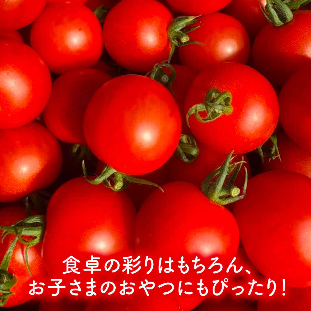 【ふるさと納税】【先行予約】 ＼毎年10月より順次発送／ ミニトマト(こはる)800g トマト 野菜 新鮮 期間限定トマト 愛西市 / 株式会社石原農園 【配達不可：離島】[AEBG008] - 画像3