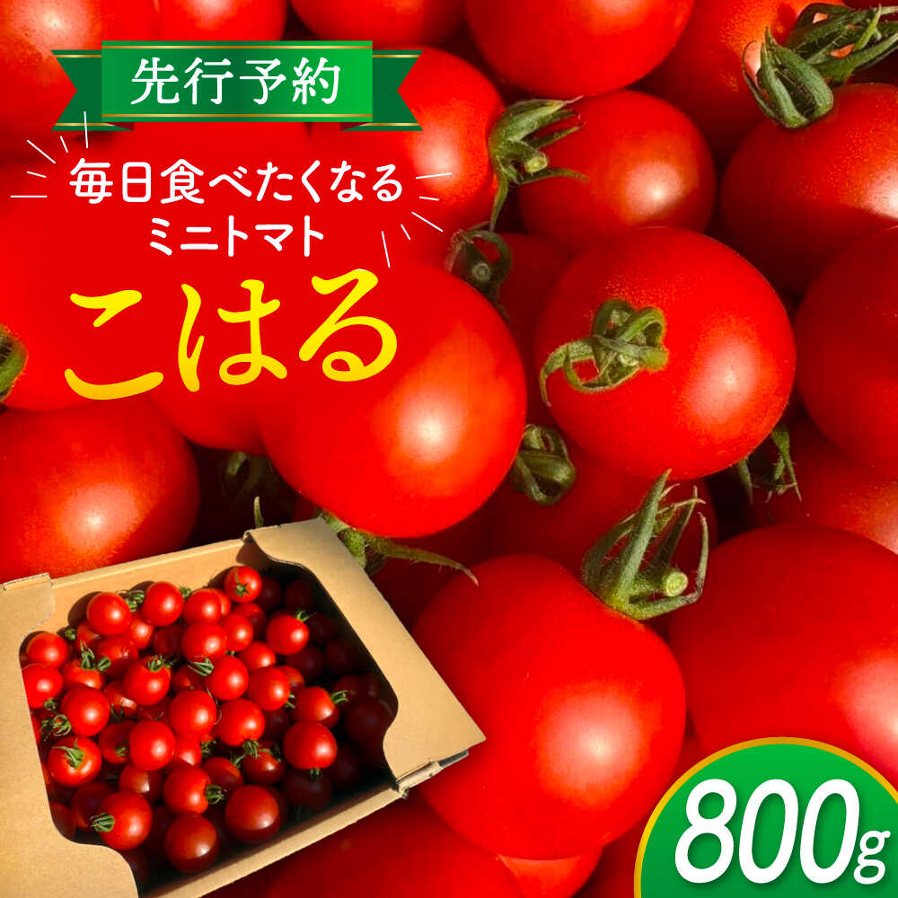 【先行予約】 ＼毎年10月より順次発送／ ミニトマト(こはる)800g トマト 野菜 新鮮 期間限定トマト 愛西市 / 株式会社石原農園 【配達不可：離島】[AEBG008]