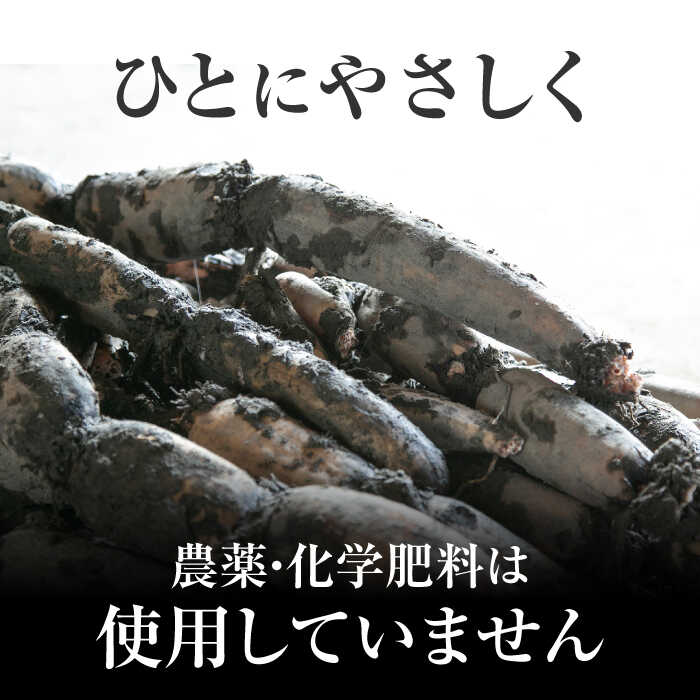 【ふるさと納税】 ＼毎年8月中旬より順次発送／ れんこん 2kg （SEIMEI） ＼農家直送！／ レンコン 蓮根 根菜 野菜 愛西市 / 水谷グルッポ [AEBX001] - 画像2