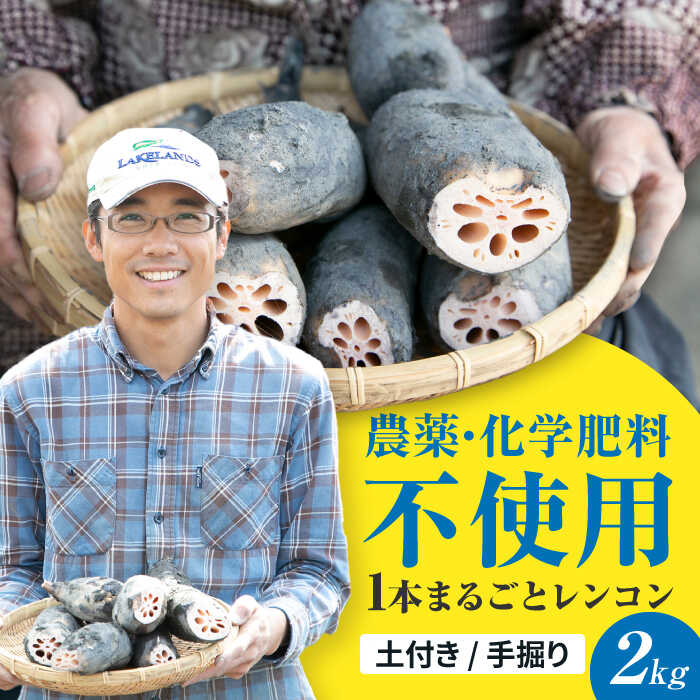 ＼毎年8月中旬より順次発送／ れんこん 2kg （SEIMEI） ＼農家直送！／ レンコン 蓮根 根菜 野菜 愛西市 / 水谷グルッポ [AEBX001]