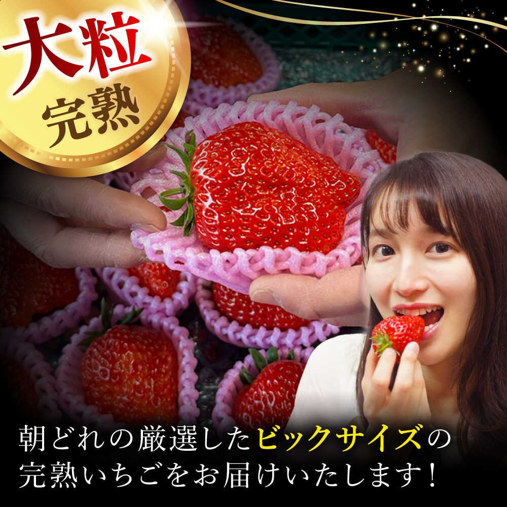 【ふるさと納税】【先行予約】いちご 紅ほっぺ 超特大玉2パック or 4パック〈選べる容量〉 いちご 果物 フルーツ 愛西市 / はしもと園芸 [AECD001] サムネイル2