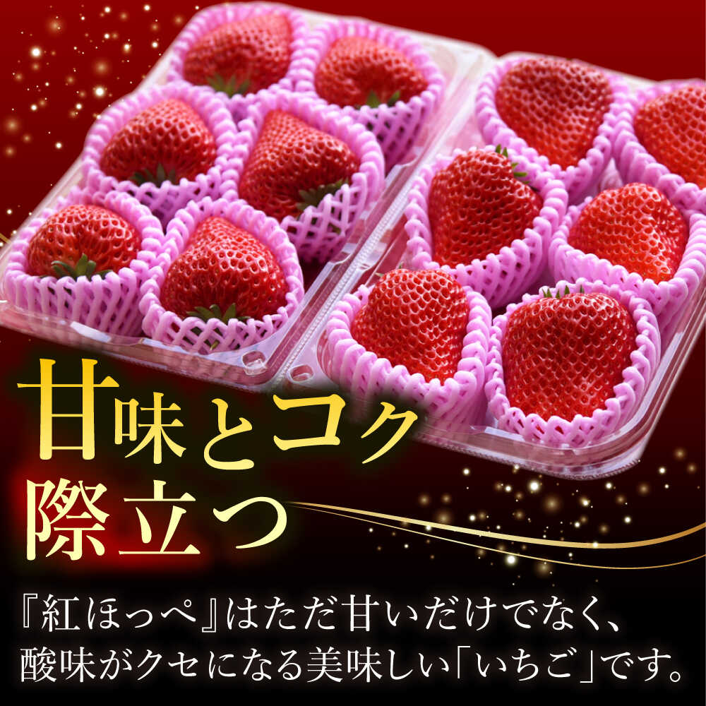 【ふるさと納税】【先行予約】いちご 紅ほっぺ 超特大玉2パック or 4パック〈選べる容量〉 いちご 果物 フルーツ 愛西市 / はしもと園芸 [AECD001] サムネイル3