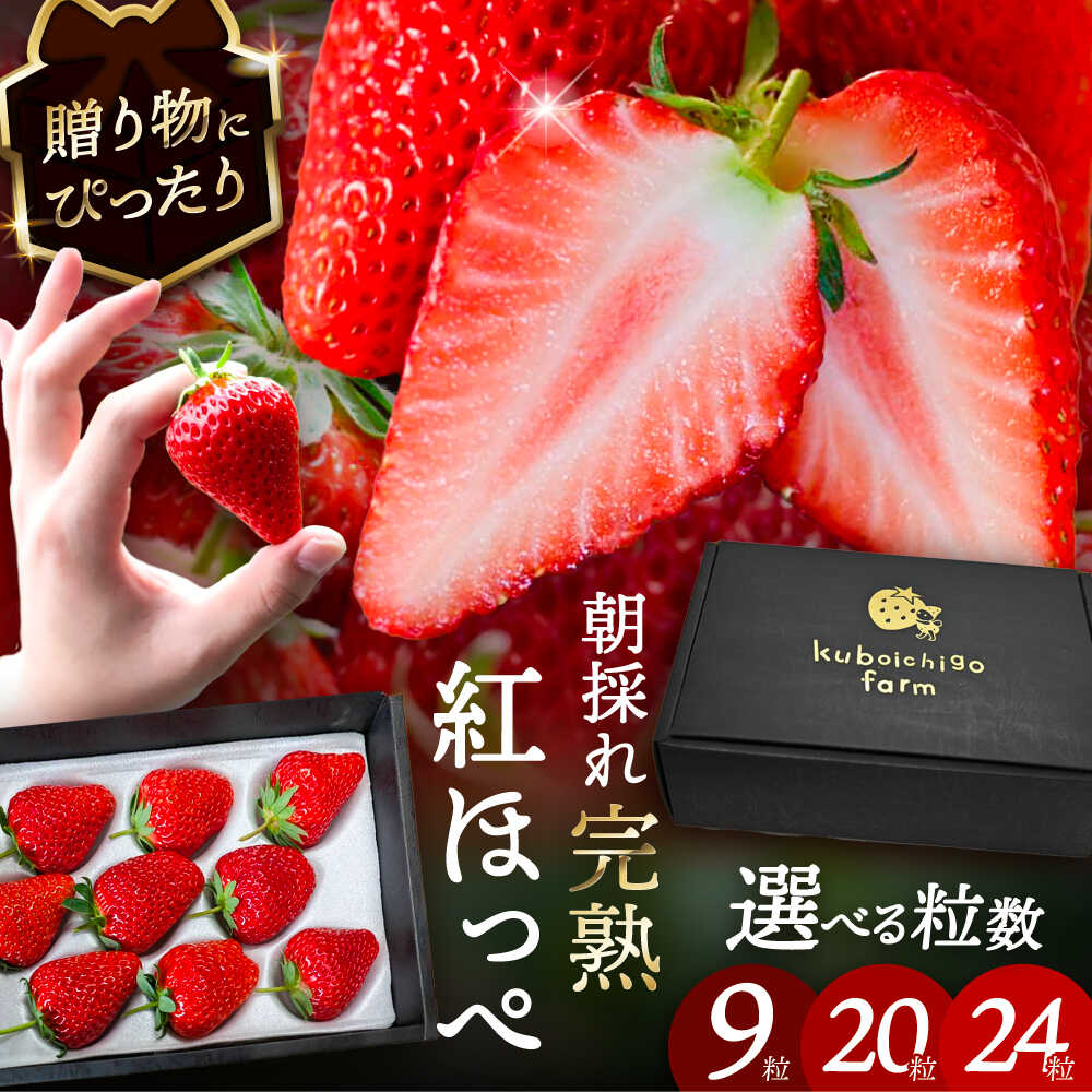【選べる個数】【先行予約】 ＼毎年12月より順次発送／ 紅ほっぺ 9粒 / 20粒 / 24粒 いちご 果物 フルーツ 愛西市 / くぼ苺農園 【配達不可：北海道・沖縄・離島】[AECJ008]