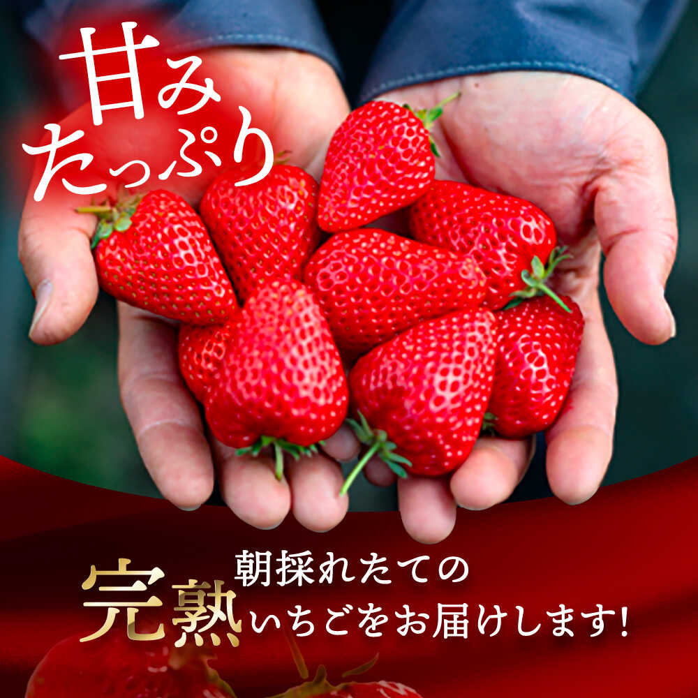 【ふるさと納税】【先行予約】 ＼毎年12月より順次発送／ 大玉 紅ほっぺ 5粒〜6粒程度 いちご 果物 フルーツ 愛西市 / くぼ苺農園 【配達不可：北海道・沖縄・離島】[AECJ011] サムネイル2