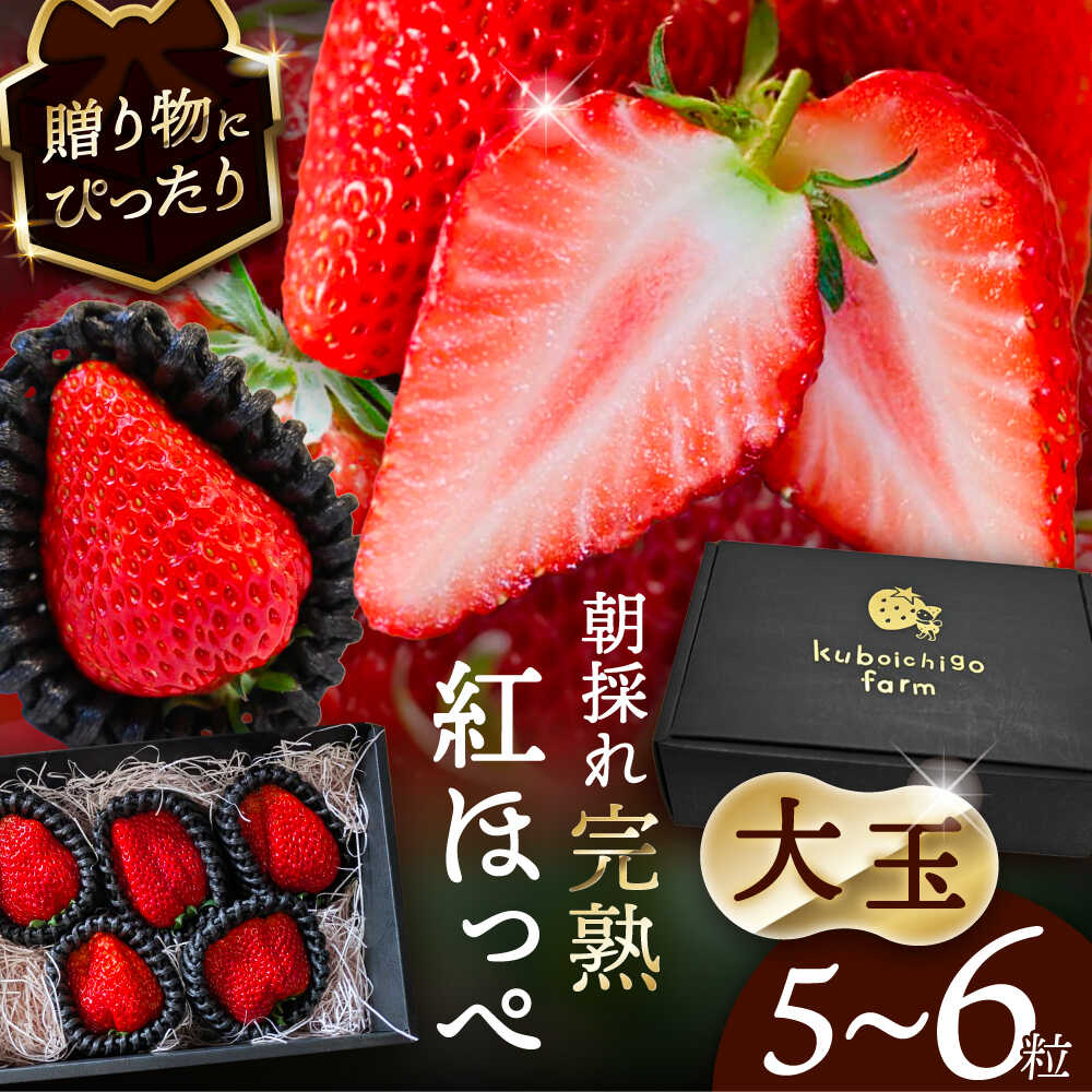 【先行予約】 ＼毎年12月より順次発送／ 大玉 紅ほっぺ 5粒〜6粒程度 いちご 果物 フルーツ 愛西市 / くぼ苺農園 【配達不可：北海道・沖縄・離島】[AECJ011]