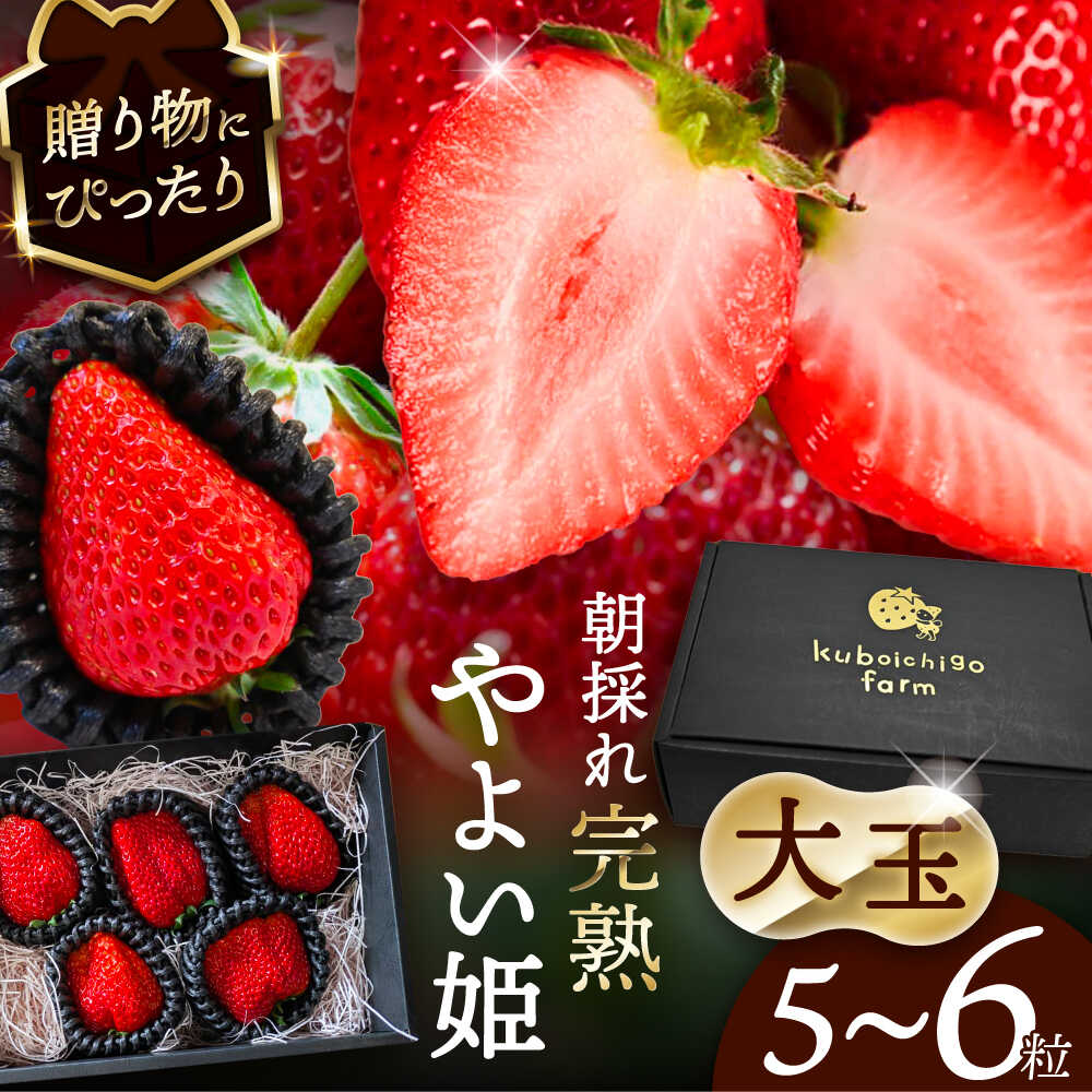 【先行予約】 ＼毎年12月より順次発送／ 〈大玉〉 やよい姫　5粒〜6粒程度 果物 いちご フルーツ 愛西市 / くぼ苺農園 【配達不可：北海道・沖縄・離島】[AECJ015]