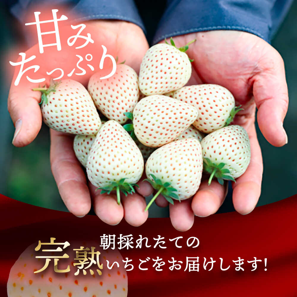 【ふるさと納税】【選べる個数】【先行予約】 ＼毎年1月より順次発送／ 白いちご　White Fairy 9粒 / 20粒 / 24粒愛西市 / くぼ苺農園 【配達不可：北海道・沖縄・離島】[AECJ016] サムネイル2