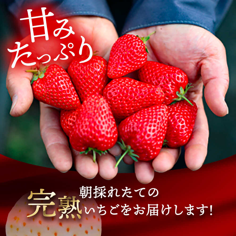 【ふるさと納税】【先行予約】 ＼毎年1月より順次発送／ 〈大玉〉 いちご 詰め合わせ　紅ほっぺorやよい姫×White Fairy 果物 イチゴ フルーツ 愛西市 / くぼ苺農園 【配達不可：北海道・沖縄・離島】[AECJ019] サムネイル2