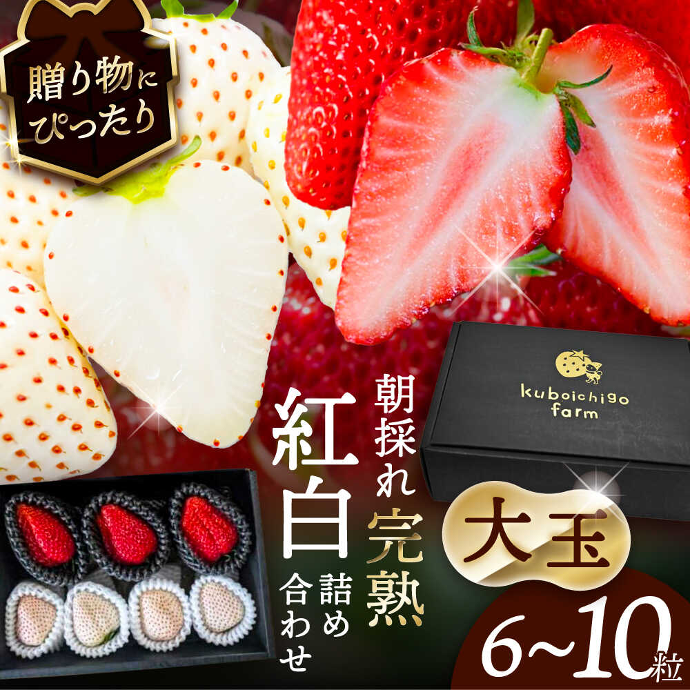 【先行予約】 ＼毎年1月より順次発送／ 〈大玉〉 いちご 詰め合わせ　紅ほっぺorやよい姫×White Fairy 果物 イチゴ フルーツ 愛西市 / くぼ苺農園 【配達不可：北海道・沖縄・離島】[AECJ019]