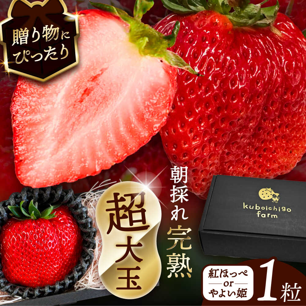 【先行予約】 ＼毎年12月より順次発送／ 超大玉 紅ほっぺorやよい姫 1粒 果物 いちご フルーツ 愛西市 / くぼ苺農園 【配達不可：北海道・沖縄・離島】[AECJ020]