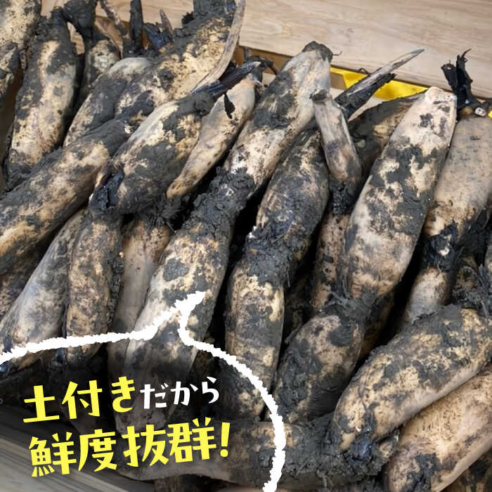 【ふるさと納税】【先行予約】＼毎年9月より順次発送／ れんこん 2kg ＼TVでも紹介されました！！／ 産地直送！朝採れ土付き鍬掘りレンコン 野菜 れんこん 蓮根 愛西市 / レンコン兄弟 [AECL001] - 画像2