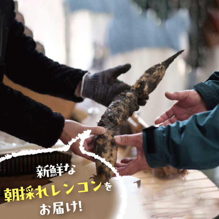 【ふるさと納税】【先行予約】＼毎年9月より順次発送／ れんこん 2kg ＼TVでも紹介されました！！／ 産地直送！朝採れ土付き鍬掘りレンコン 野菜 れんこん 蓮根 愛西市 / レンコン兄弟 [AECL001] - 画像3