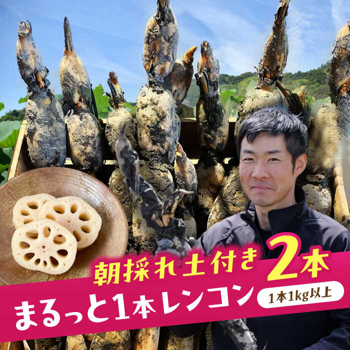 【先行予約】＼毎年9月より順次発送／ れんこん 2kg ＼TVでも紹介されました！！／ 産地直送！朝採れ土付き鍬掘りレンコン 野菜 れんこん 蓮根 愛西市 / レンコン兄弟 [AECL001]