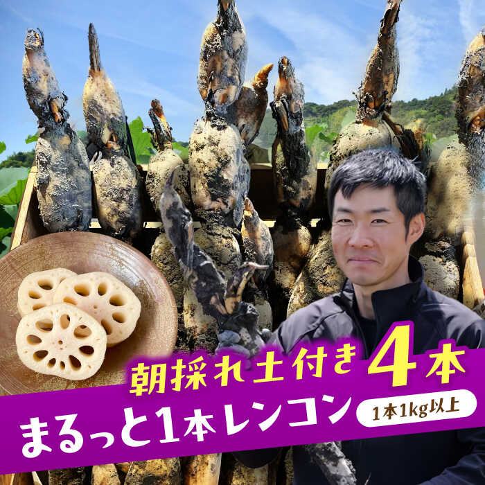 【先行予約】＼毎年9月より順次発送／ れんこん 4kg ＼TVでも紹介されました！！／ 産地直送！朝採れ土付き鍬掘り レンコン 野菜 れんこん 根菜 愛西市 / レンコン兄弟 [AECL003]