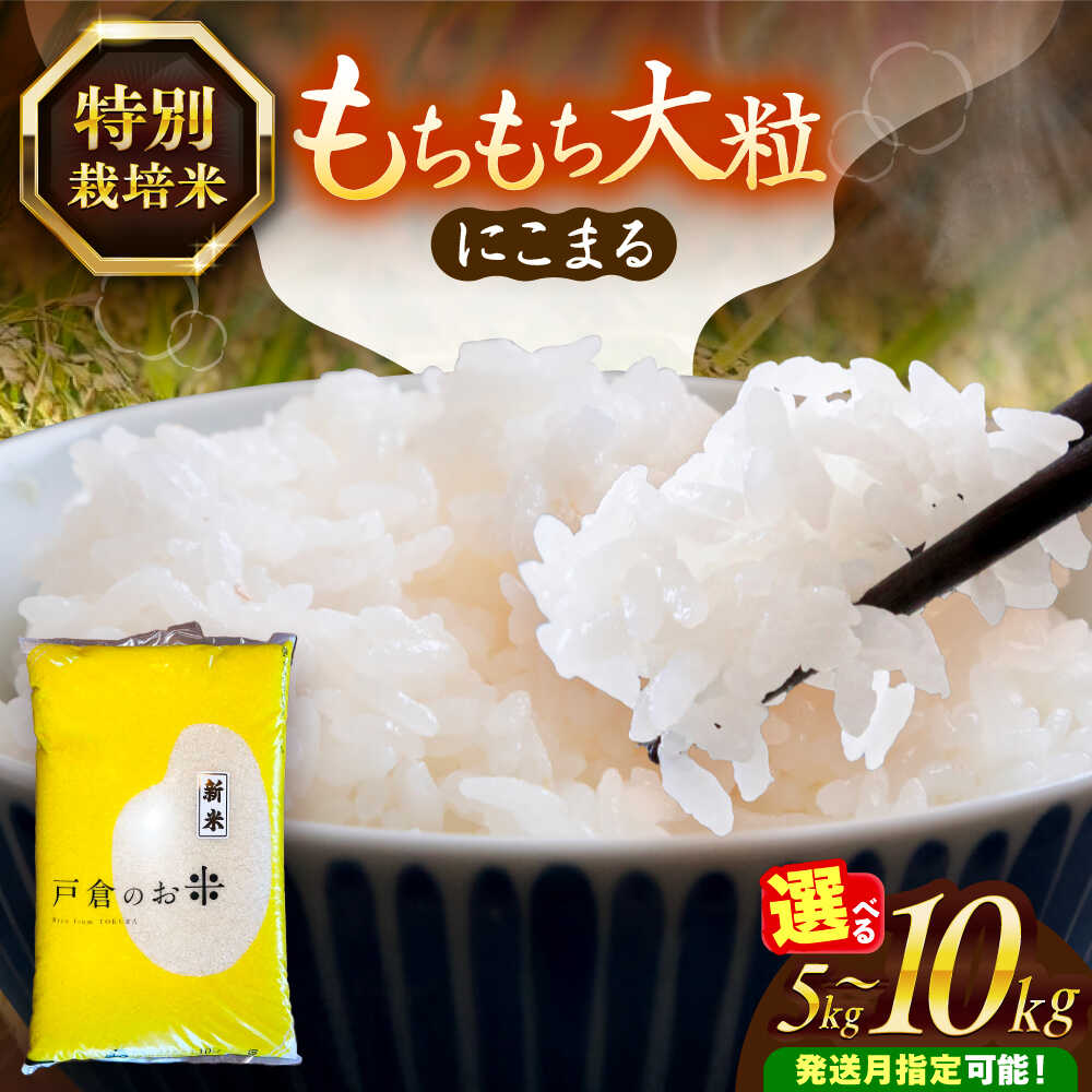 ＼選べる内容量・発送月／ にこまる 白米 5kg / 10kg お米 ご飯 愛西市 / 戸倉トラクター 【配達不可：離島】[AECS055]