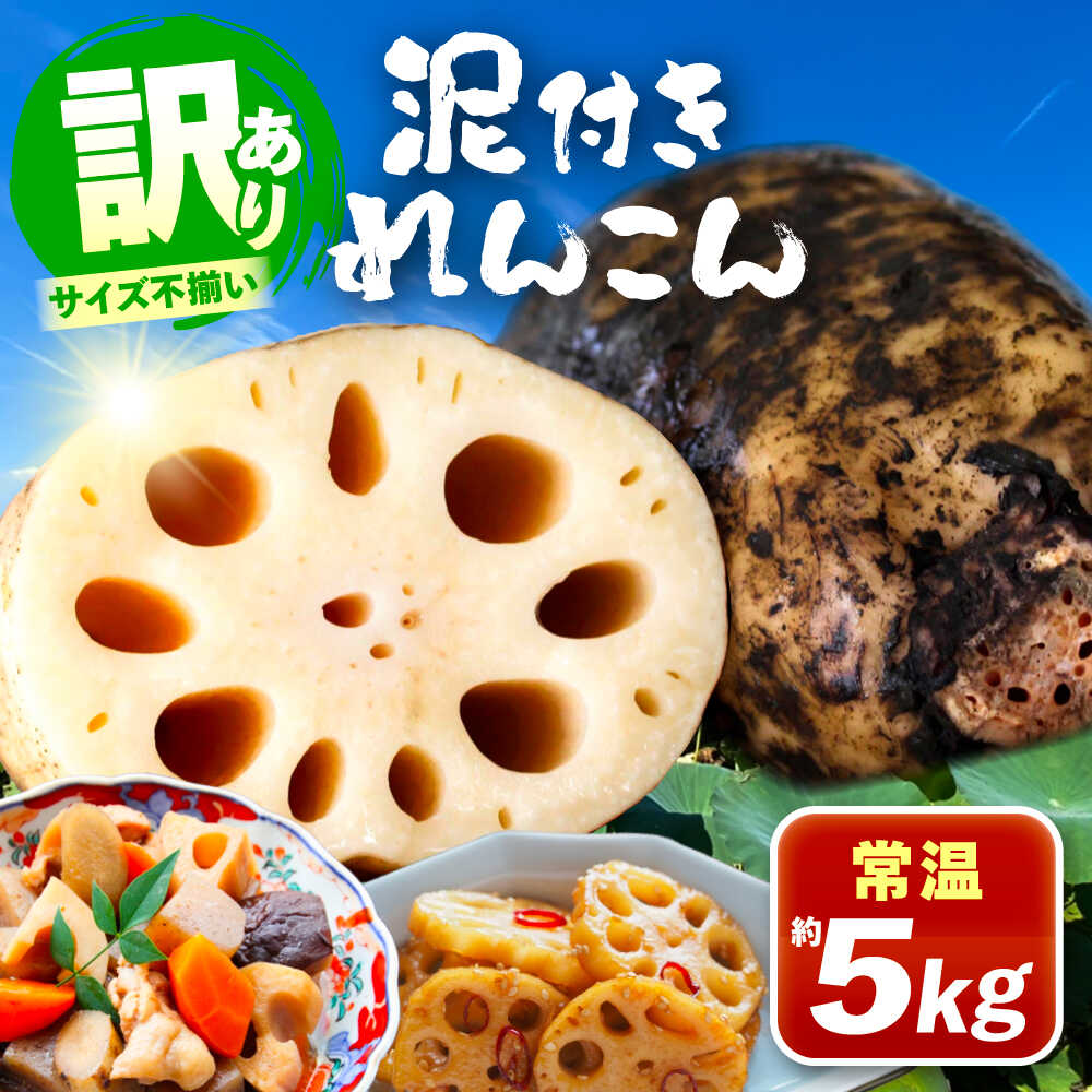 ＼訳あり／ 泥付きれんこん 5kg 野菜 レンコン 愛西市 / JAあいち海部れんこんセンター 【配送不可地域：北海道・沖縄・離島】[AEDK001]