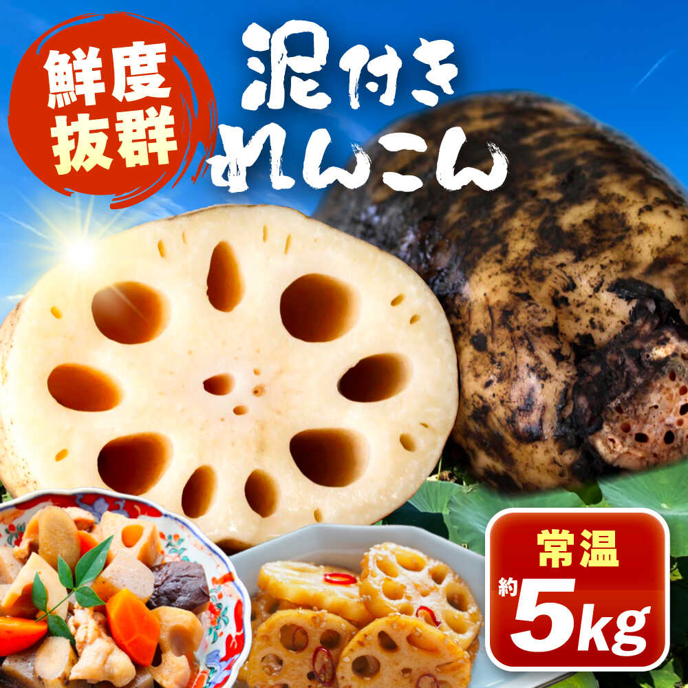 泥付きれんこん 5kg 野菜 レンコン 愛西市 / JAあいち海部れんこんセンター 【配送不可地域：北海道・沖縄・離島】[AEDK003]