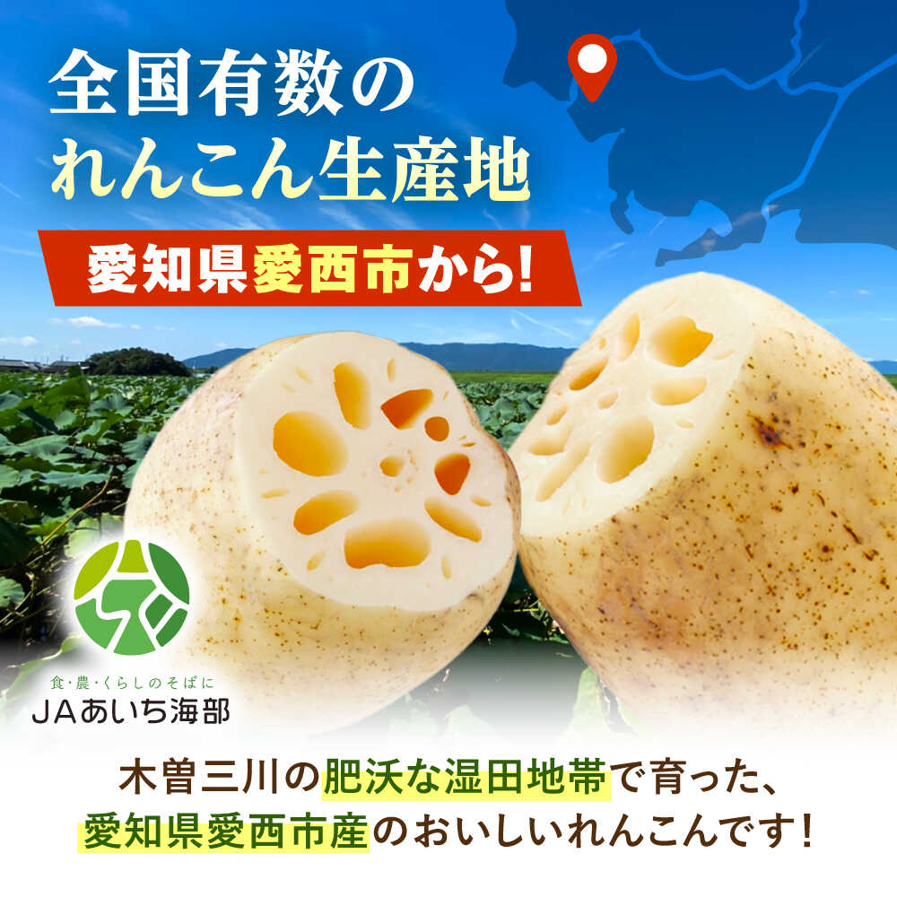 【ふるさと納税】 厳選 泥付きれんこん 2本 野菜 レンコン 愛西市 / JAあいち海部れんこんセンター 【配送不可地域：北海道・沖縄・離島】[AEDK005] - 画像2