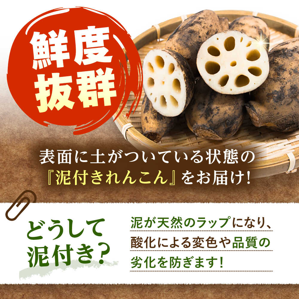 【ふるさと納税】 厳選 泥付きれんこん 2本 野菜 レンコン 愛西市 / JAあいち海部れんこんセンター 【配送不可地域：北海道・沖縄・離島】[AEDK005] - 画像3