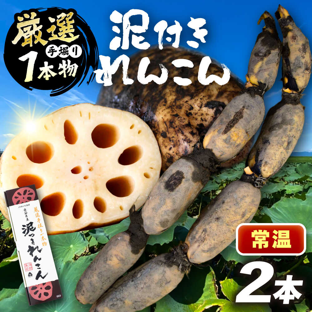 厳選 泥付きれんこん 2本 野菜 レンコン 愛西市 / JAあいち海部れんこんセンター 【配送不可地域：北海道・沖縄・離島】[AEDK005]