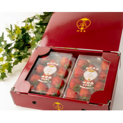 【産直】完熟よつぼし『四重奏』　愛知県みよし市　2パック(約500g)【配送不可地域：離島・北海道・沖縄県】【1284656】