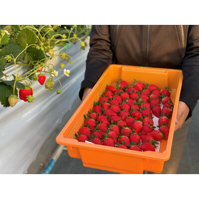 【ふるさと納税】【産直】完熟よつぼし『四重奏』　愛知県みよし市　2パック(約500g)【配送不可地域：離島・北海道・沖縄県】【1284656】 サムネイル3