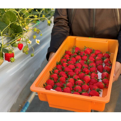 【ふるさと納税】【産直】冷凍いちご　よつぼし　愛知県みよし市　1Kg【配送不可地域：離島】【1617051】 サムネイル3
