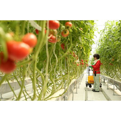 【ふるさと納税】Toma ROSSO トマト 大箱【1204126】 - 画像3