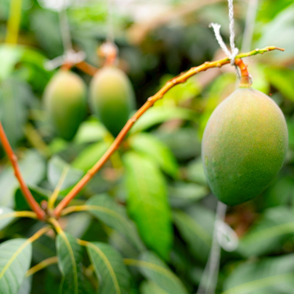 【ふるさと納税】No.225 幻のマンゴーと初恋マンゴージャムセット ／ ジャム マンゴー 濃厚 甘み 完熟 てん菜 無添加 子供 妊婦さん 安全 送料無料 愛知県 サムネイル2