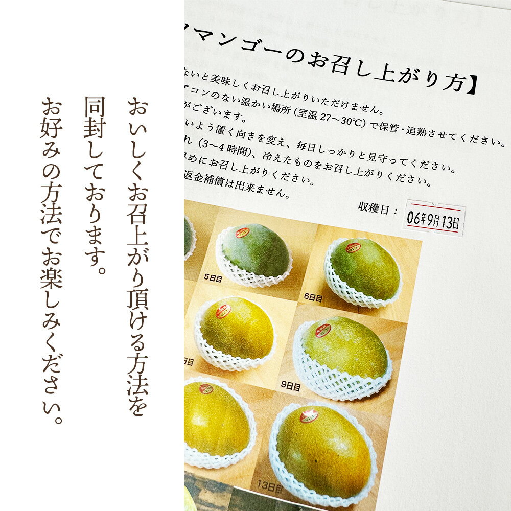 【ふるさと納税】No.226 幻のマンゴー　1kg以上 ／ マンゴー 大型 果物 フルーツ 糖度が高い 繊維質が少ない 濃厚 甘み 完熟 人気の高い品種 送料無料 愛知県 サムネイル3