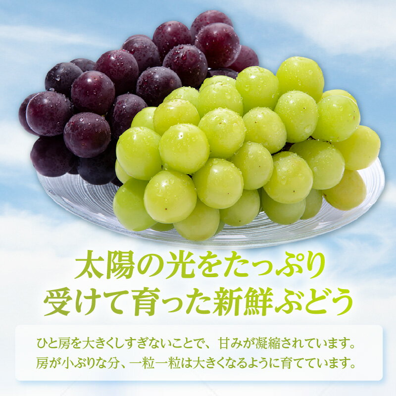 【ふるさと納税】【先行予約】＜2026年発送＞東浦町産 種なし巨峰 ＆ シャインマスカット 詰め合わせ 約2kg【5～6房】期間限定 フルーツ マスカット 巨峰 高級 旬の果物 贈り物 愛知県産 ブドウ 葡萄 食べ比べ 予約 クール便【発送期間：2026年8月以降】送料無料 [BG002] サムネイル3