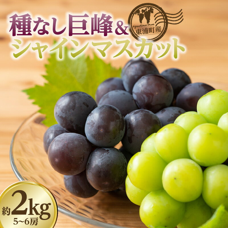 【先行予約】＜2026年発送＞東浦町産 種なし巨峰 ＆ シャインマスカット 詰め合わせ 約2kg【5～6房】期間限定 フルーツ マスカット 巨峰 高級 旬の果物 贈り物 愛知県産 ブドウ 葡萄 食べ比べ 予約 クール便【発送期間：2026年8月以降】送料無料 [BG002]