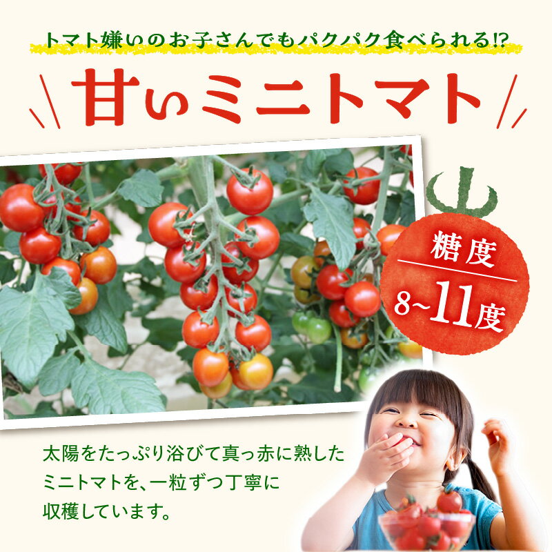 【ふるさと納税】農園直送 つぶより ミニトマト【選べる内容量 1kg / 2kg / 3kg】【期間限定】とまと プチトマト あまい 野菜 とれたて 採れたて 東浦町 愛知県 ナカセ農園 [AN001] - 画像2